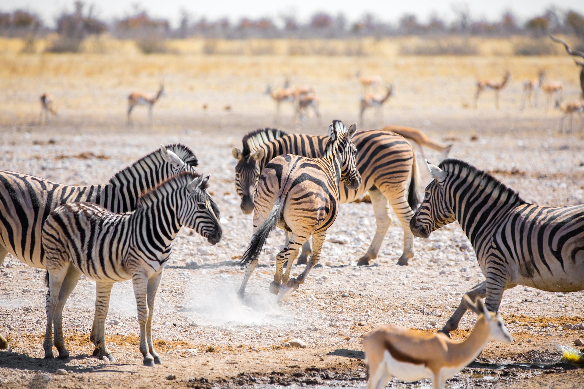 African Safaris