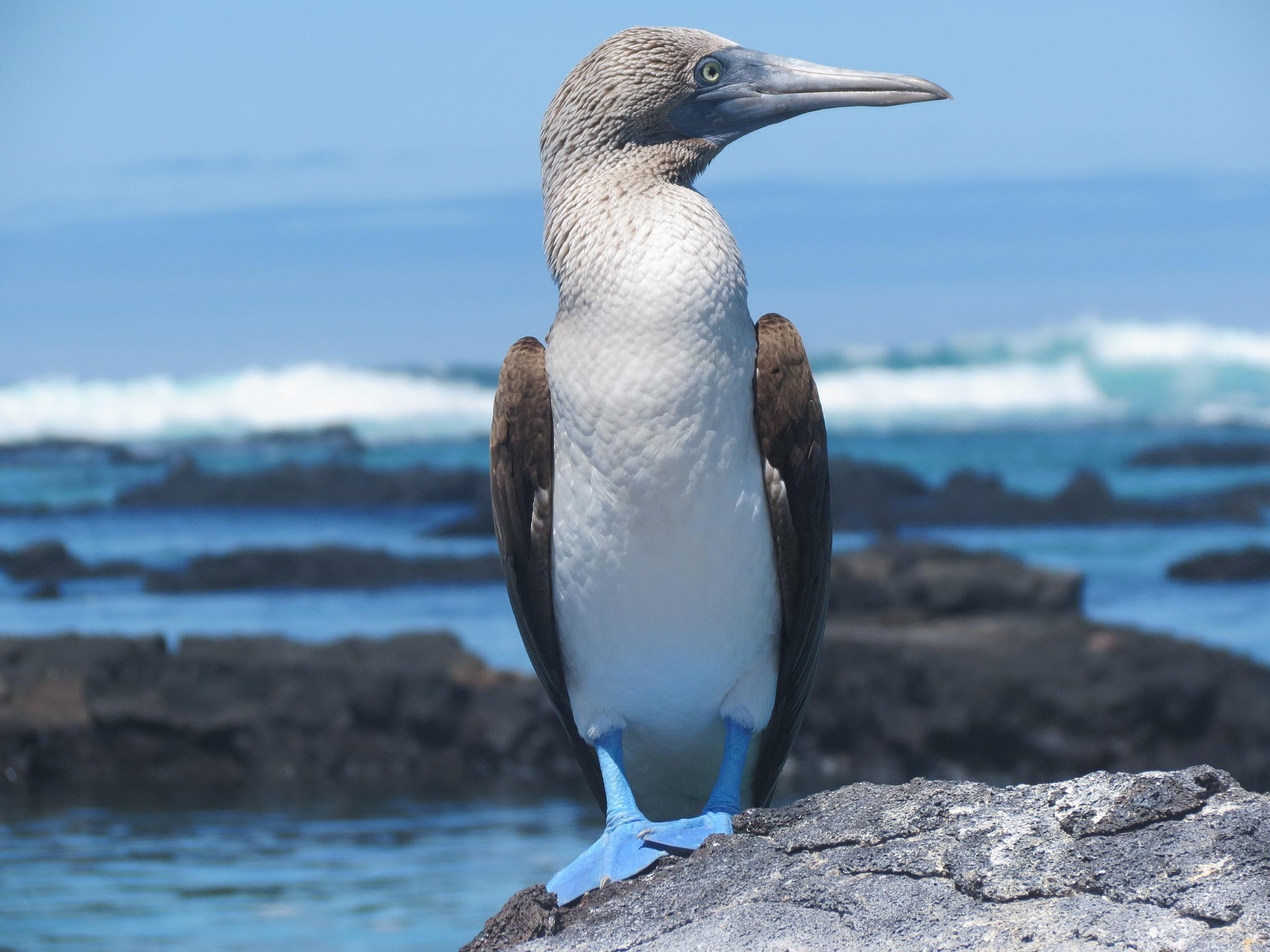 The Galápagos Islands