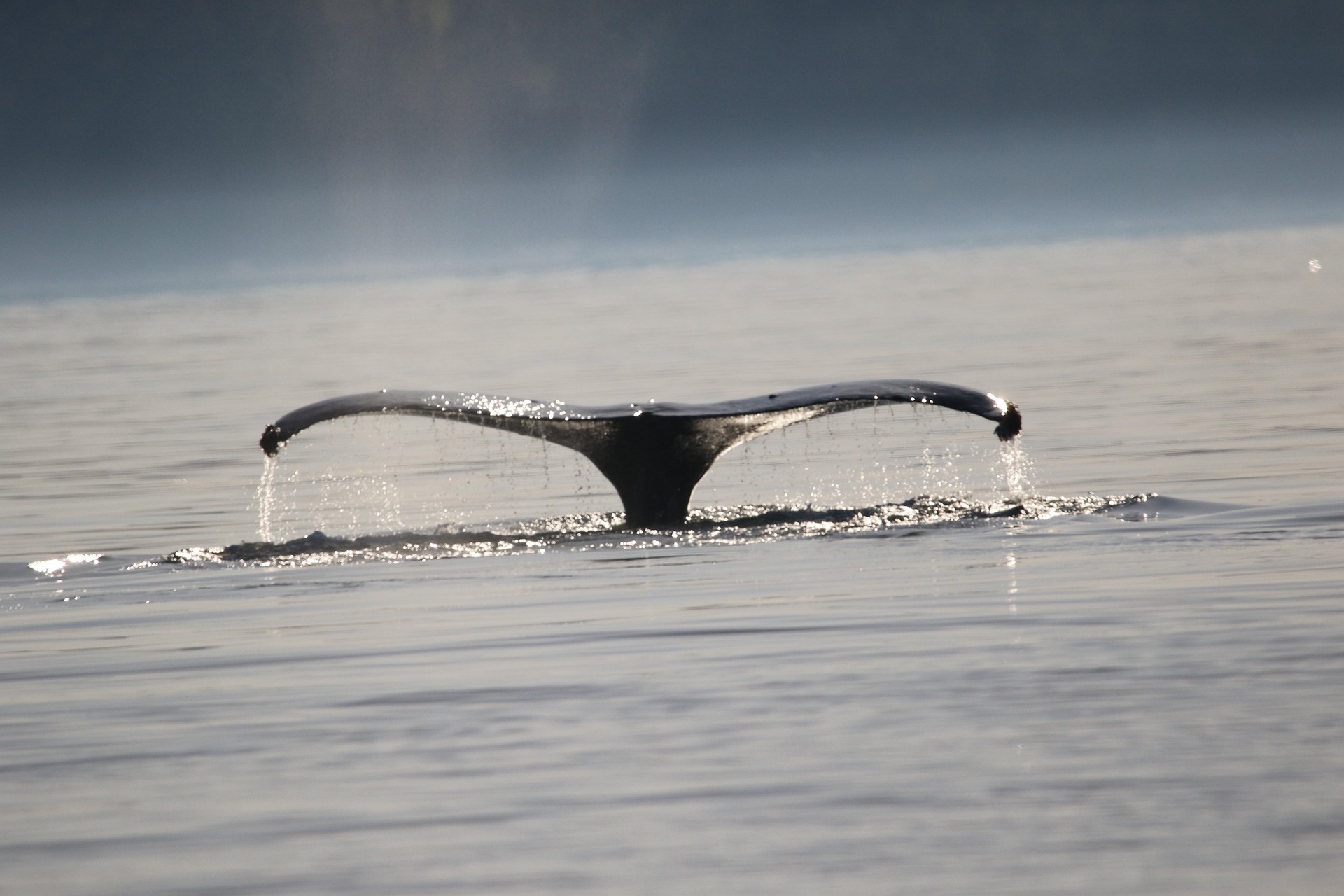 Whale Watching (Azores, Iceland & Beyond)